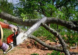 Best Seasonal Cleanup (Spring/Fall)  in Meron Park, CA
