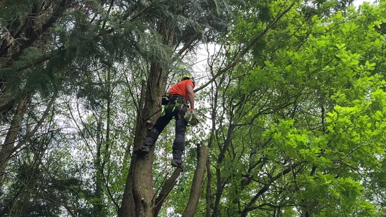 Mulching Services in Cameron Park, CA