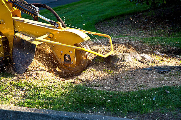 Best Stump Grinding and Removal  in Meron Park, CA