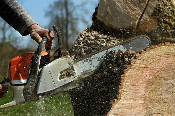 Reliable Cameron Park, CA Tree Services Solutions